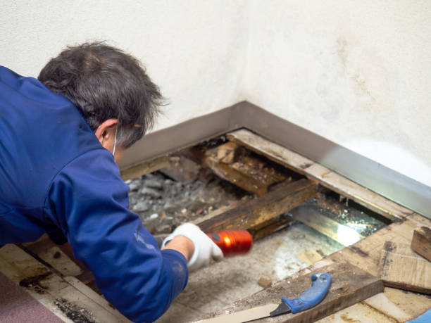 Best Mold Removal Company Near Me  in Crystal Falls, MI