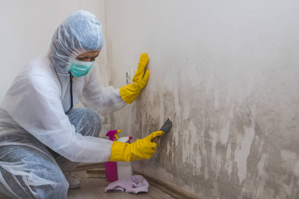 Best Mold Testing and Removal  in Crystal Falls, MI