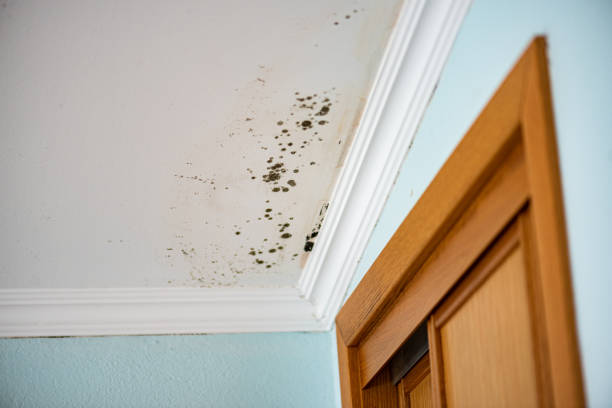 Best Mold Cleaning Services  in Crystal Falls, MI