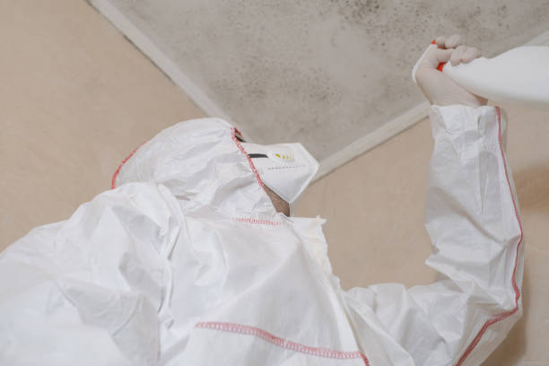 Best Mold Removal and Inspection  in Crystal Falls, MI