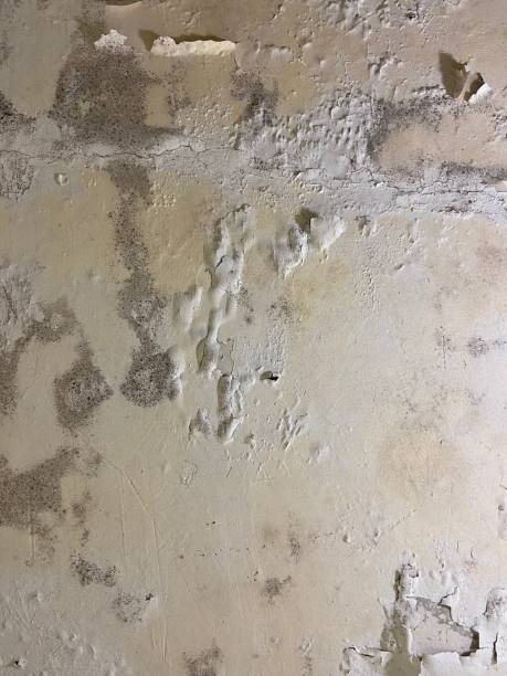 Best Mold Remediation Services  in Crystal Falls, MI
