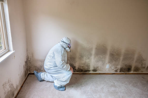 Best Fast Mold Removal  in Crystal Falls, MI