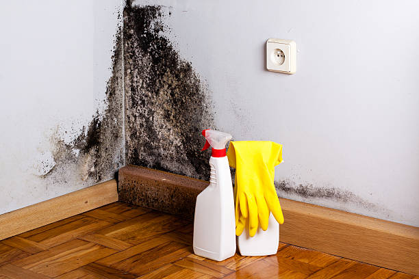 Best Mold Damage Repair  in Crystal Falls, MI