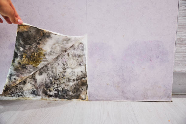 Best Toxic Mold Removal  in Crystal Falls, MI